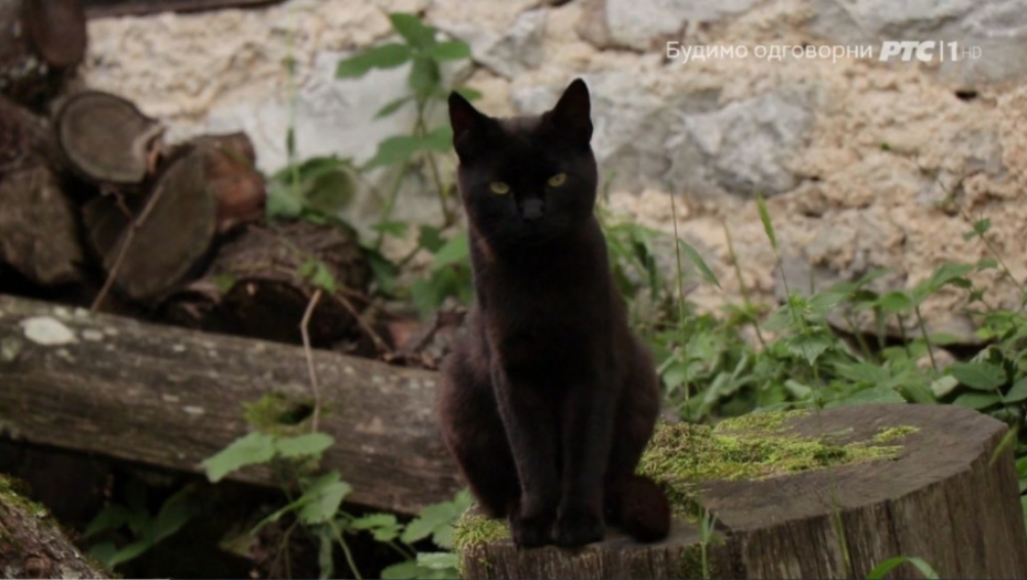 Milorad Jeftić Mido