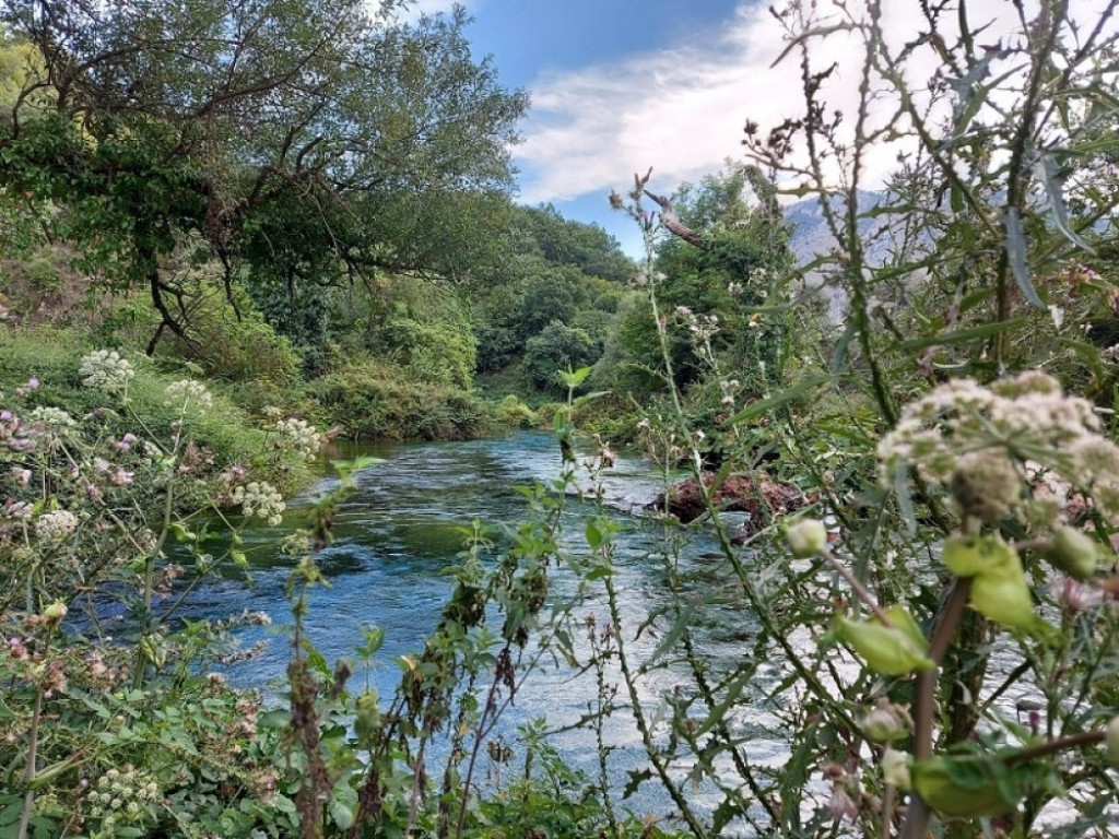 Plavo oko, Albanija