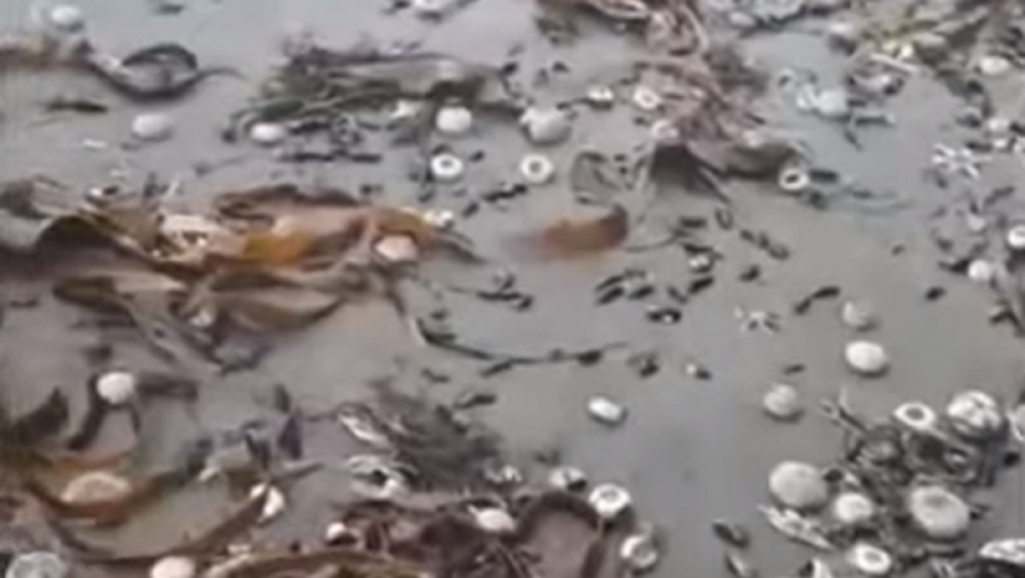 Zagađenost mora i mrtve životinje na obalama Kamčatke