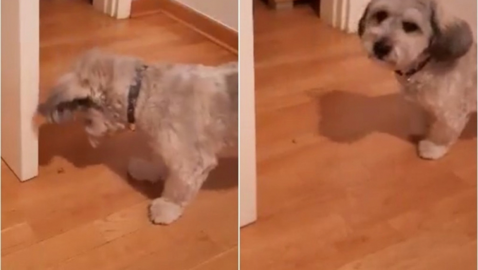 Zlatko, pas, ljubimac