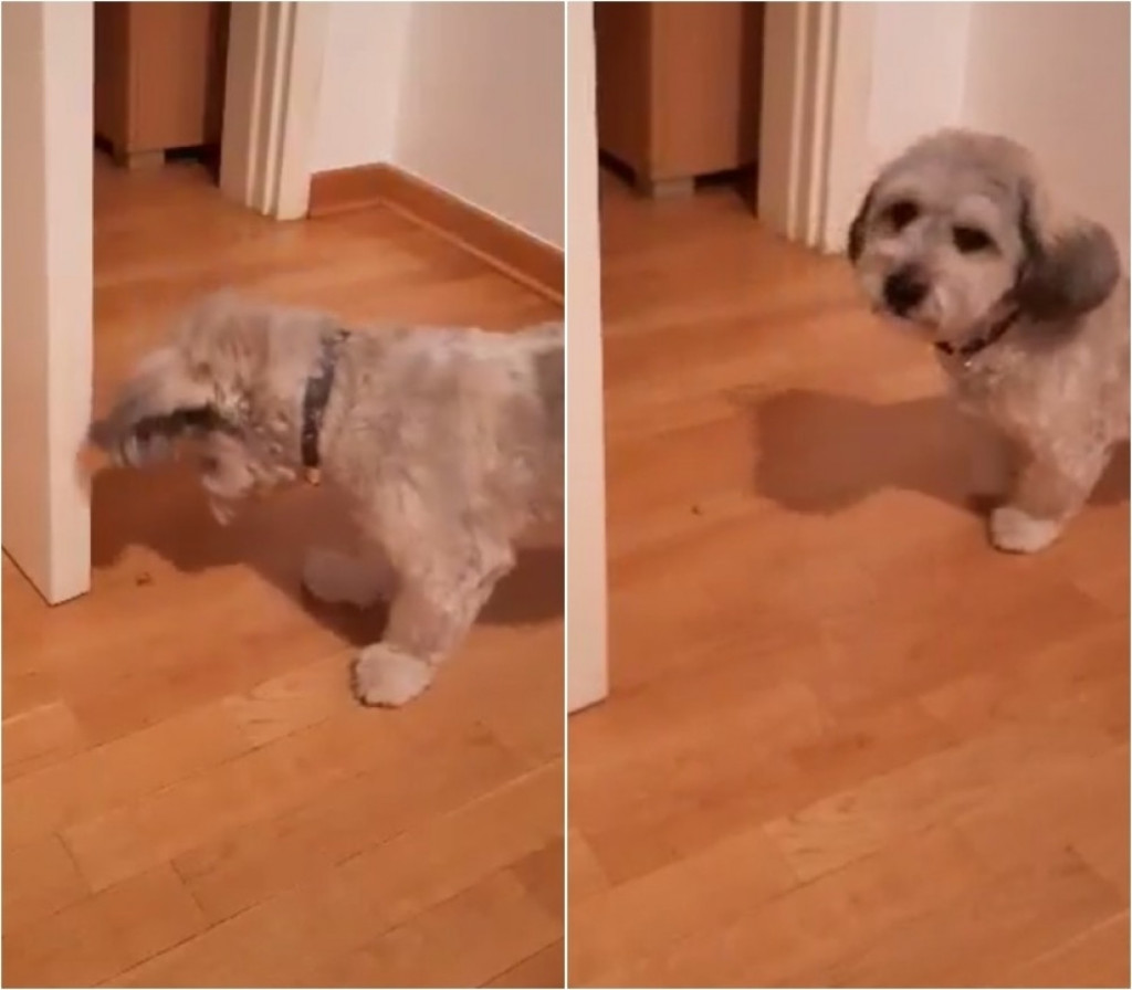 Zlatko, pas, ljubimac