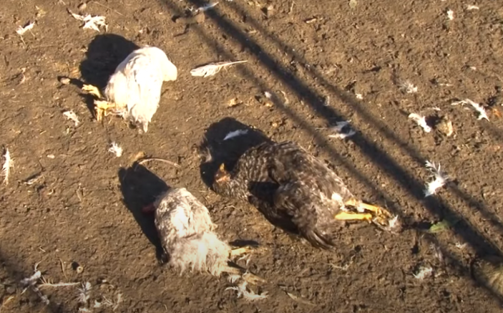 Preklane koko&scaron;ke