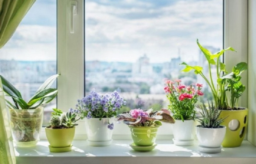 cveće, biljke, soba