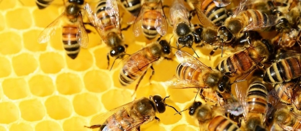 med, propolis, beli luk