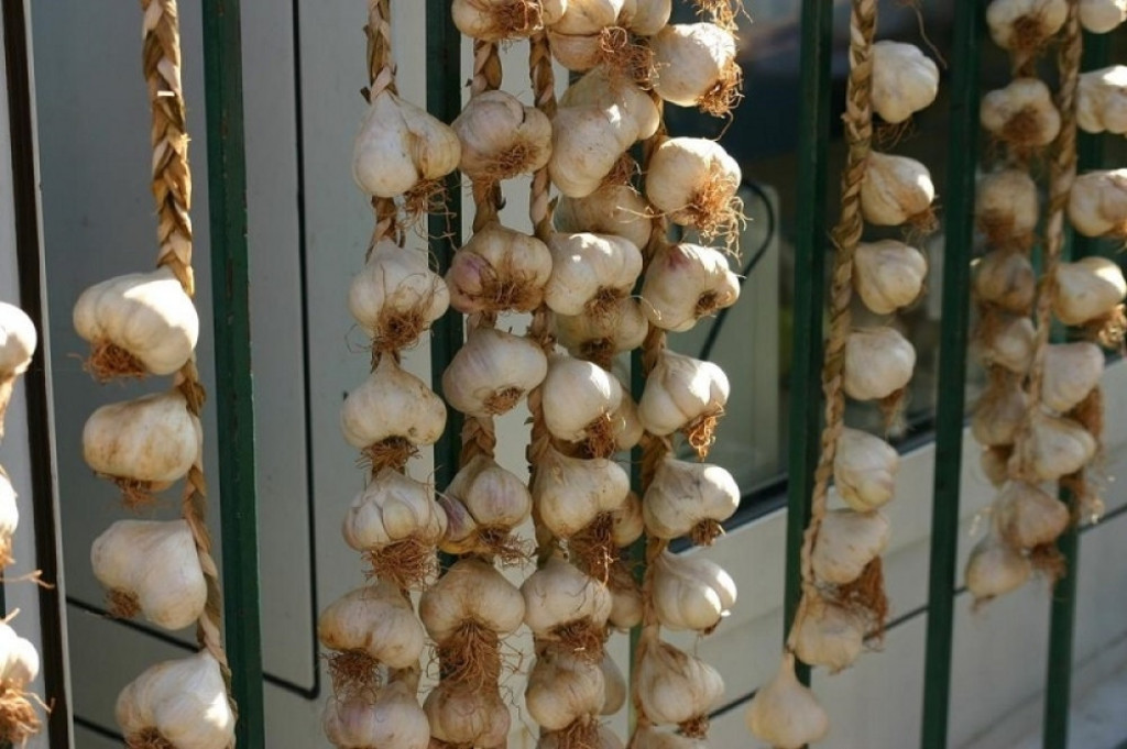 beli luk, zdravo, lek, narodni