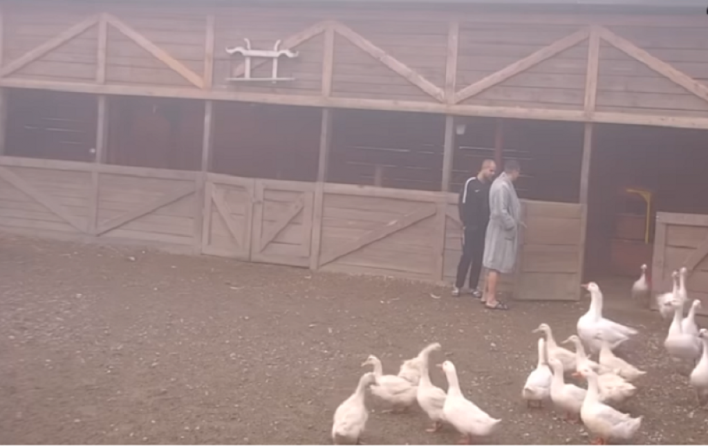 kristijan golubović