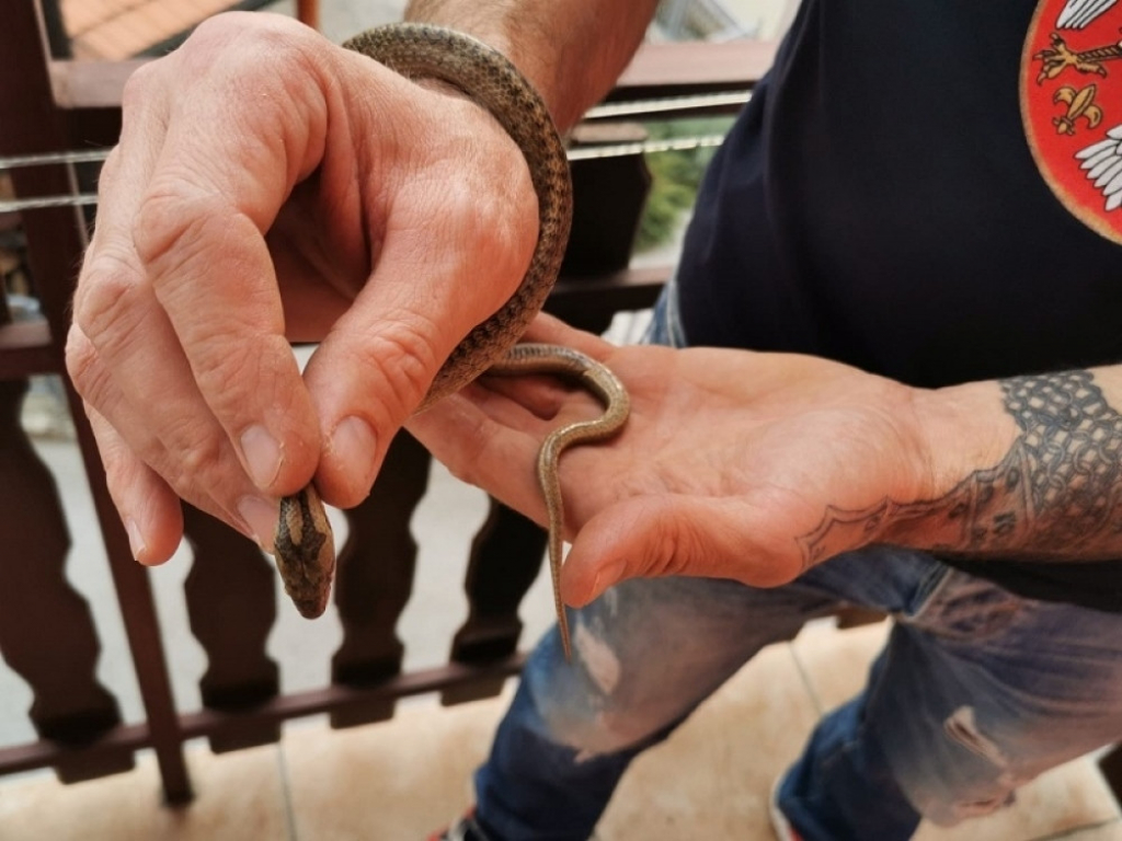 Arsenije Hadzi Basur