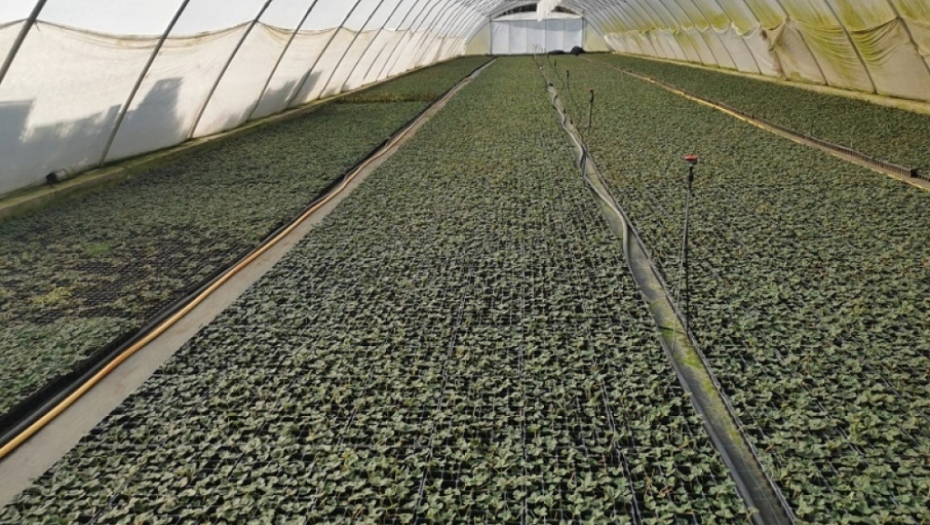 Branislav Nedimović u Ivanjici