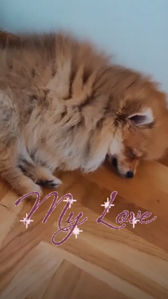 Kuče Aleksandre Mladenović