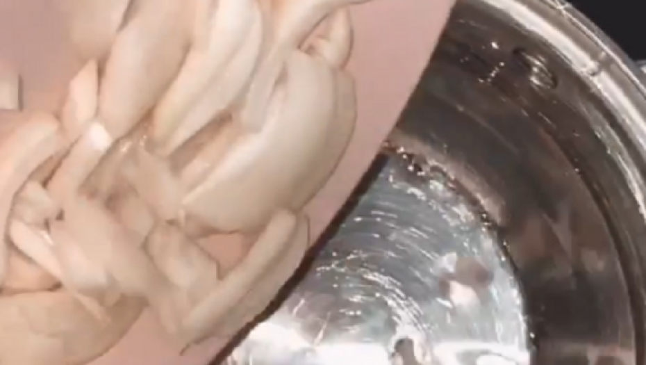 Teodora Džehverović