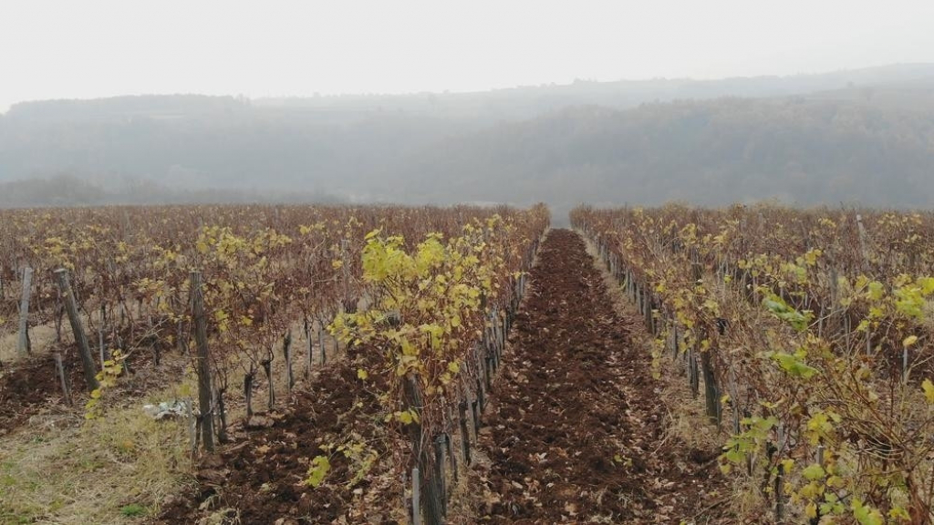 Dragan Rogan zasadio čokote vinove loze