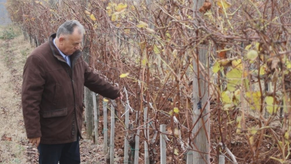 Dragan Rogan zasadio čokote vinove loze