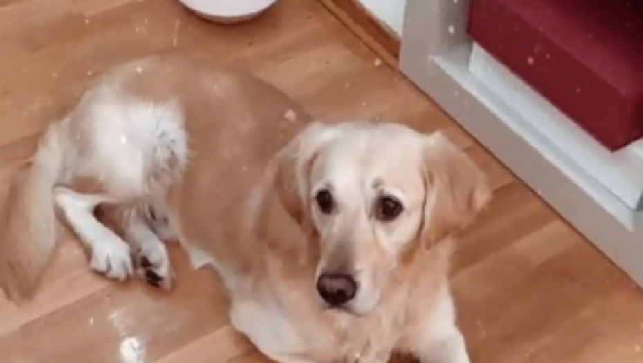 Teodora Džehverović