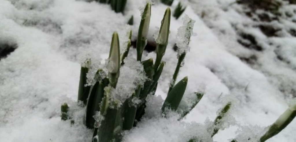 U domu Androvića bele se visibabe