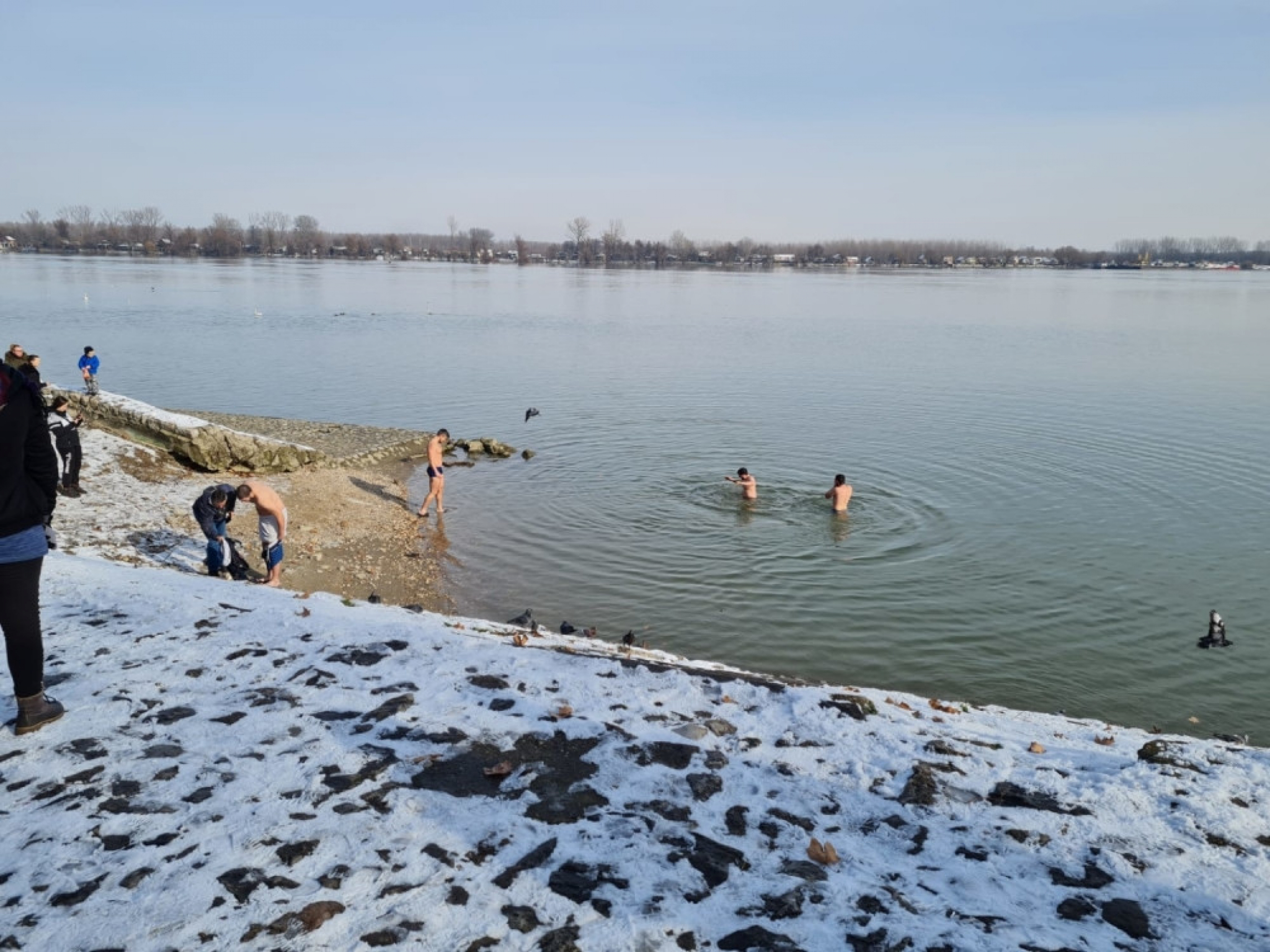 Plivanje za časni krst, Zemun