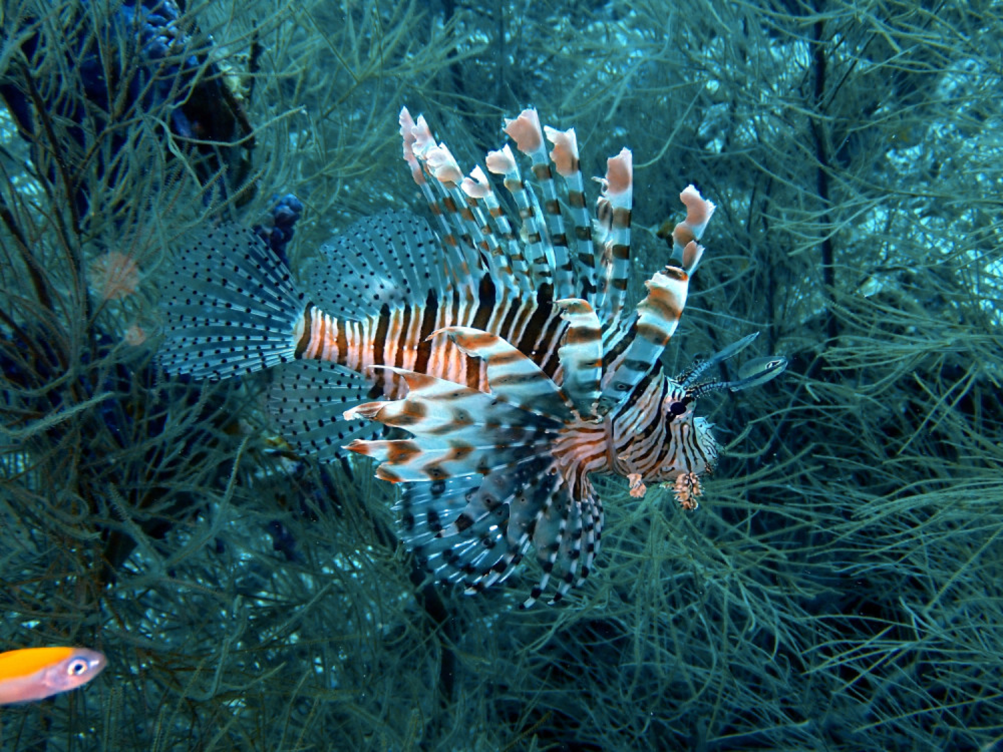 riba, zmaj, životinje