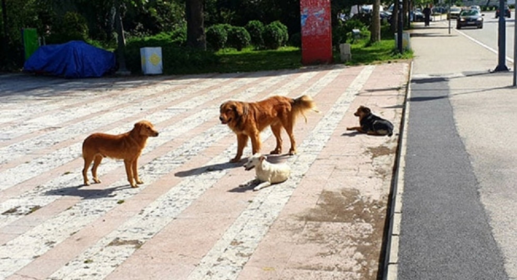 Psi lutalice, Prijepolje