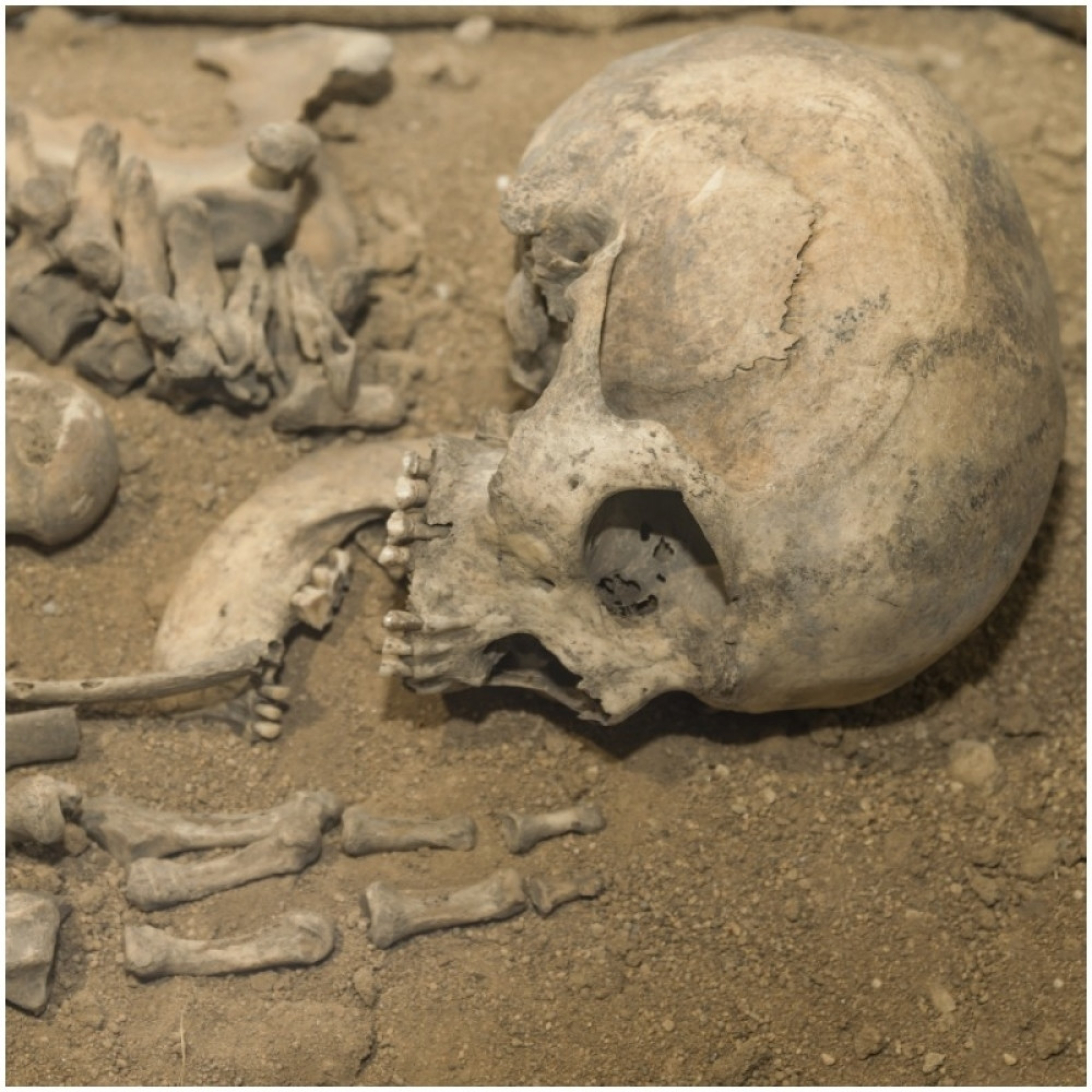 neandrtalci, homosapians, praistorija