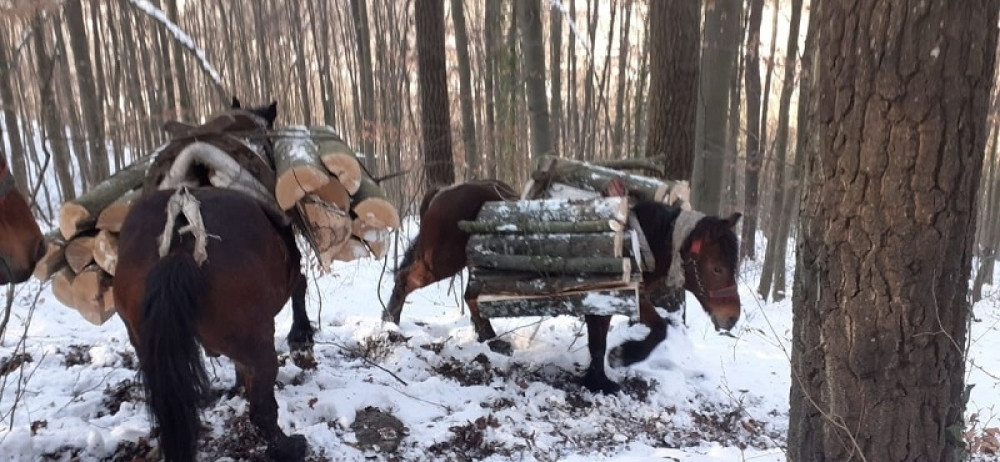 Konji porodice Milosavljević