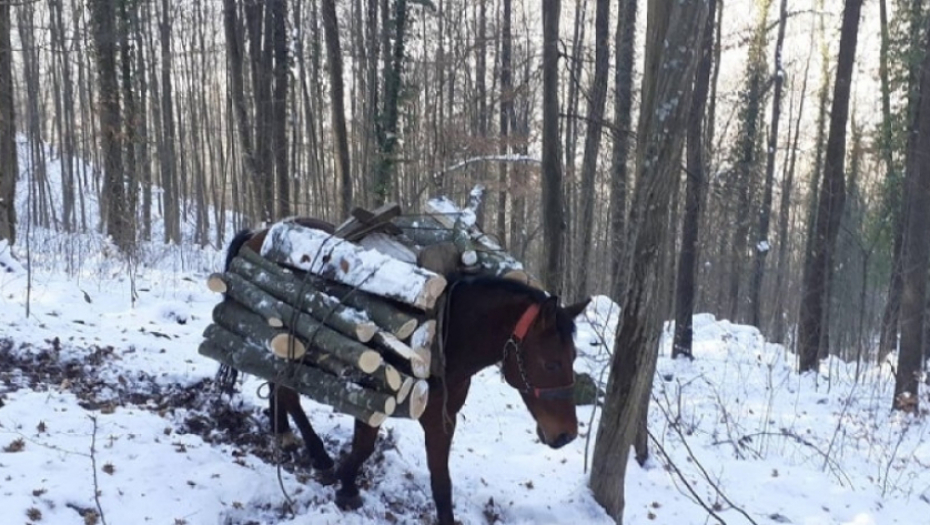 Konji porodice Milosavljević