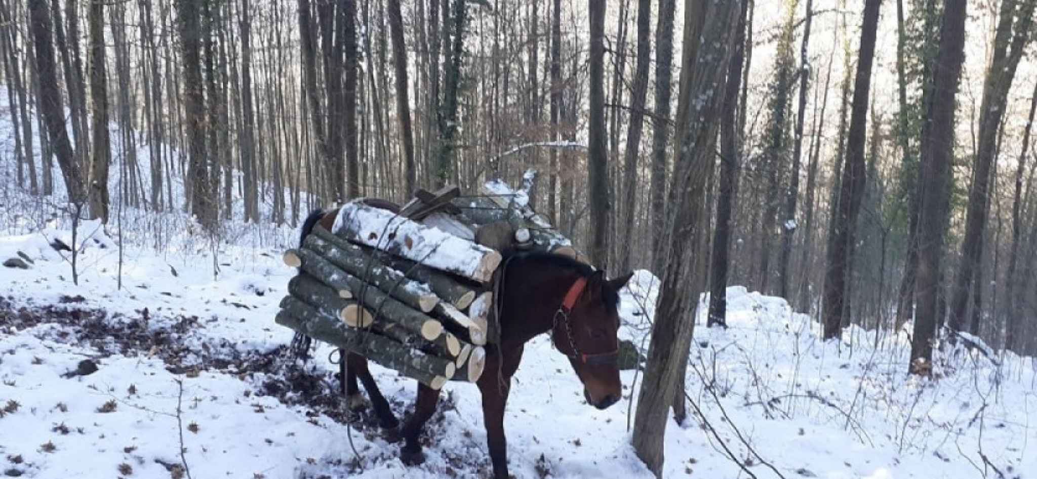 Konji porodice Milosavljević