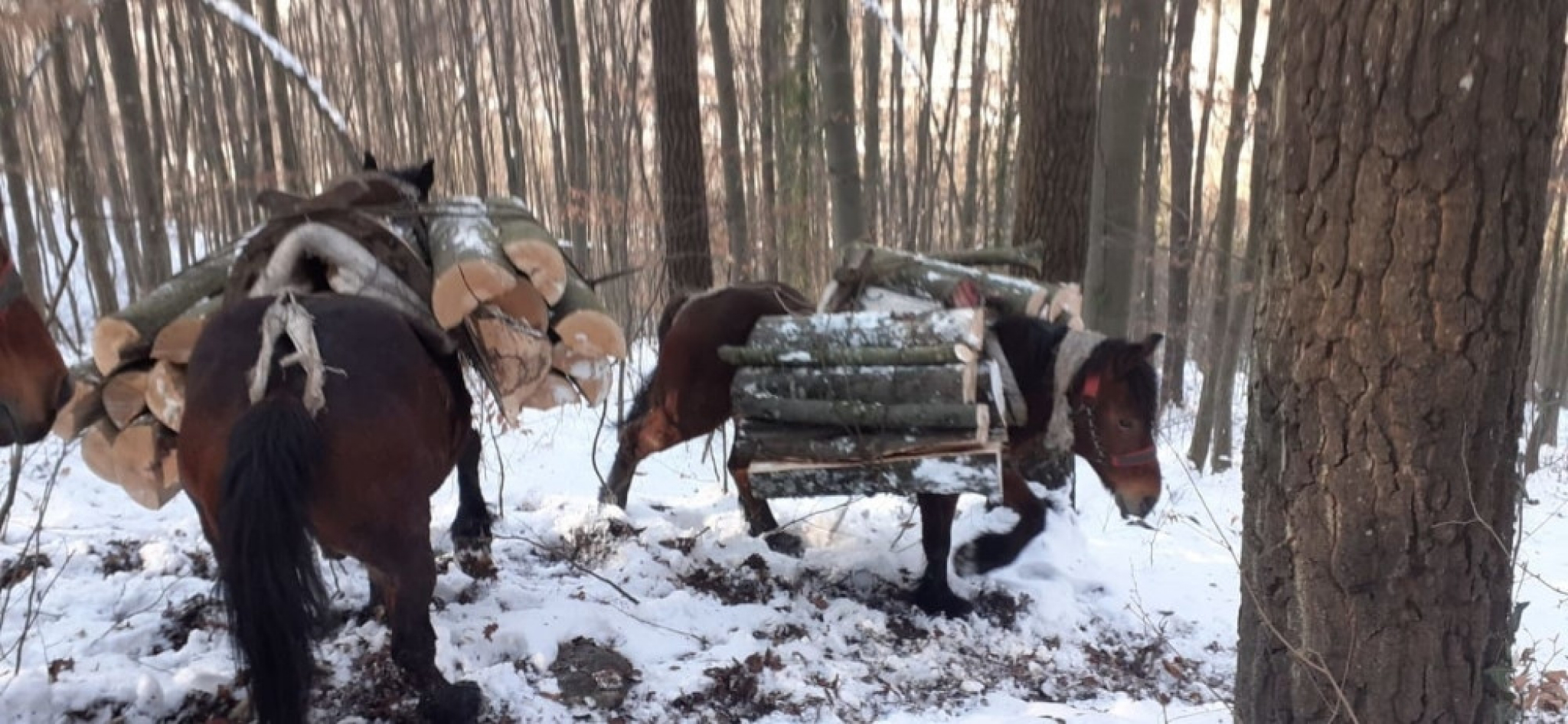 Krdo Milosavljevića