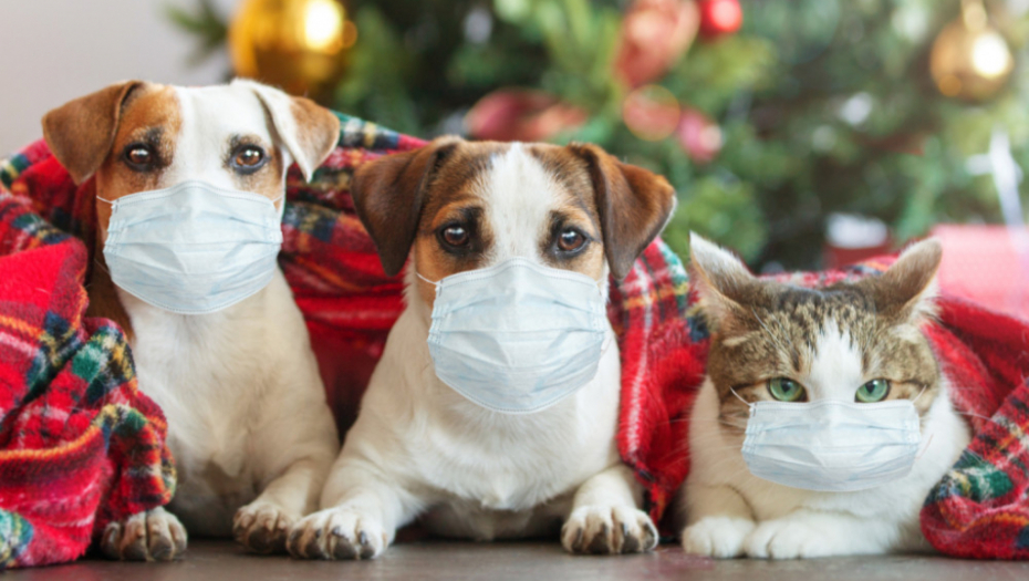 psi i mačke, korona, mačka, pas, maska