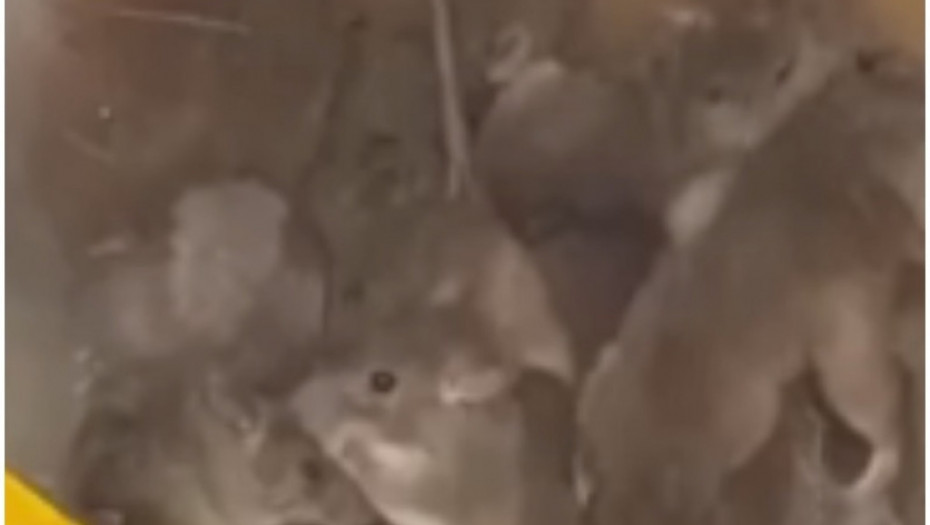 miševi, miš, klopka