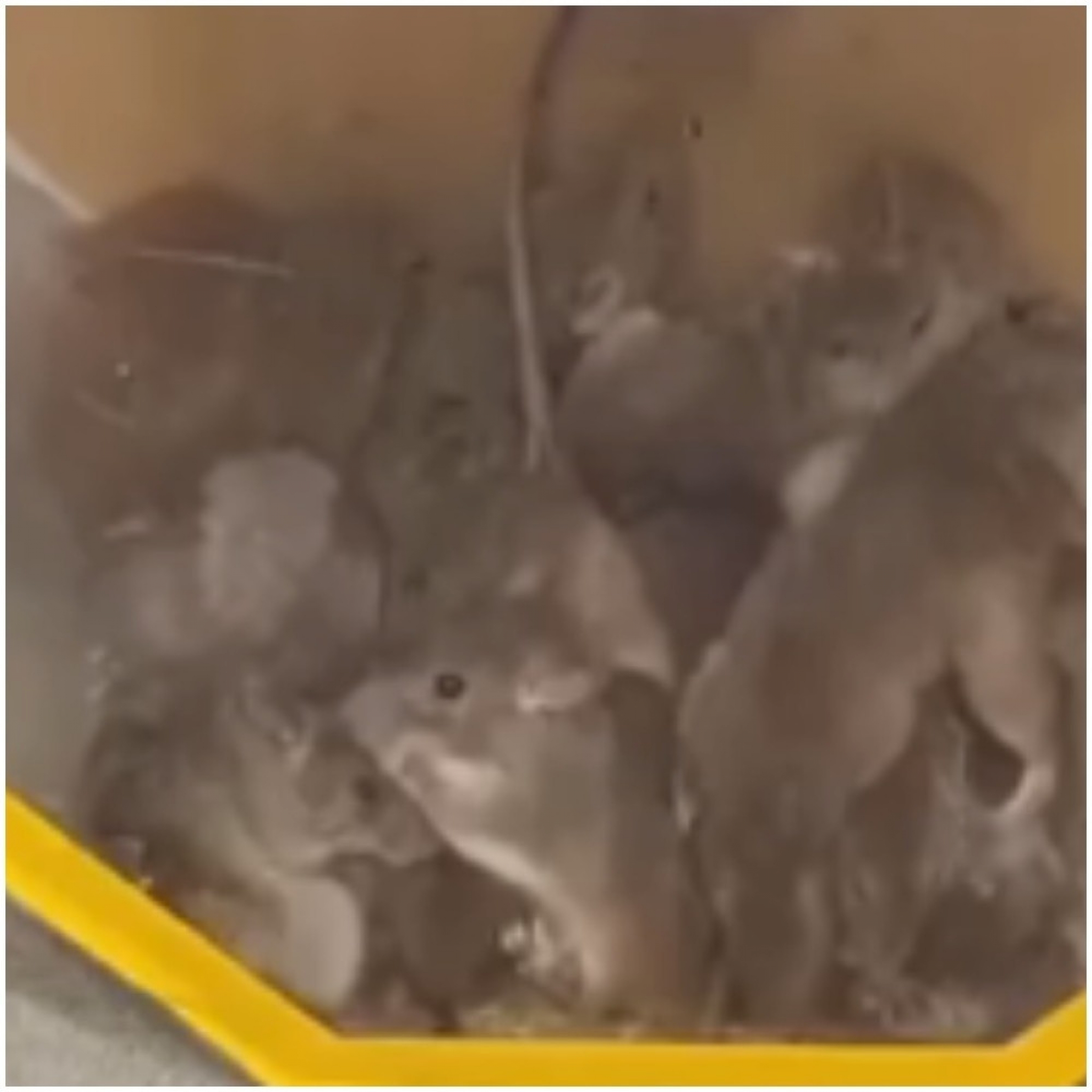 miševi, miš, klopka