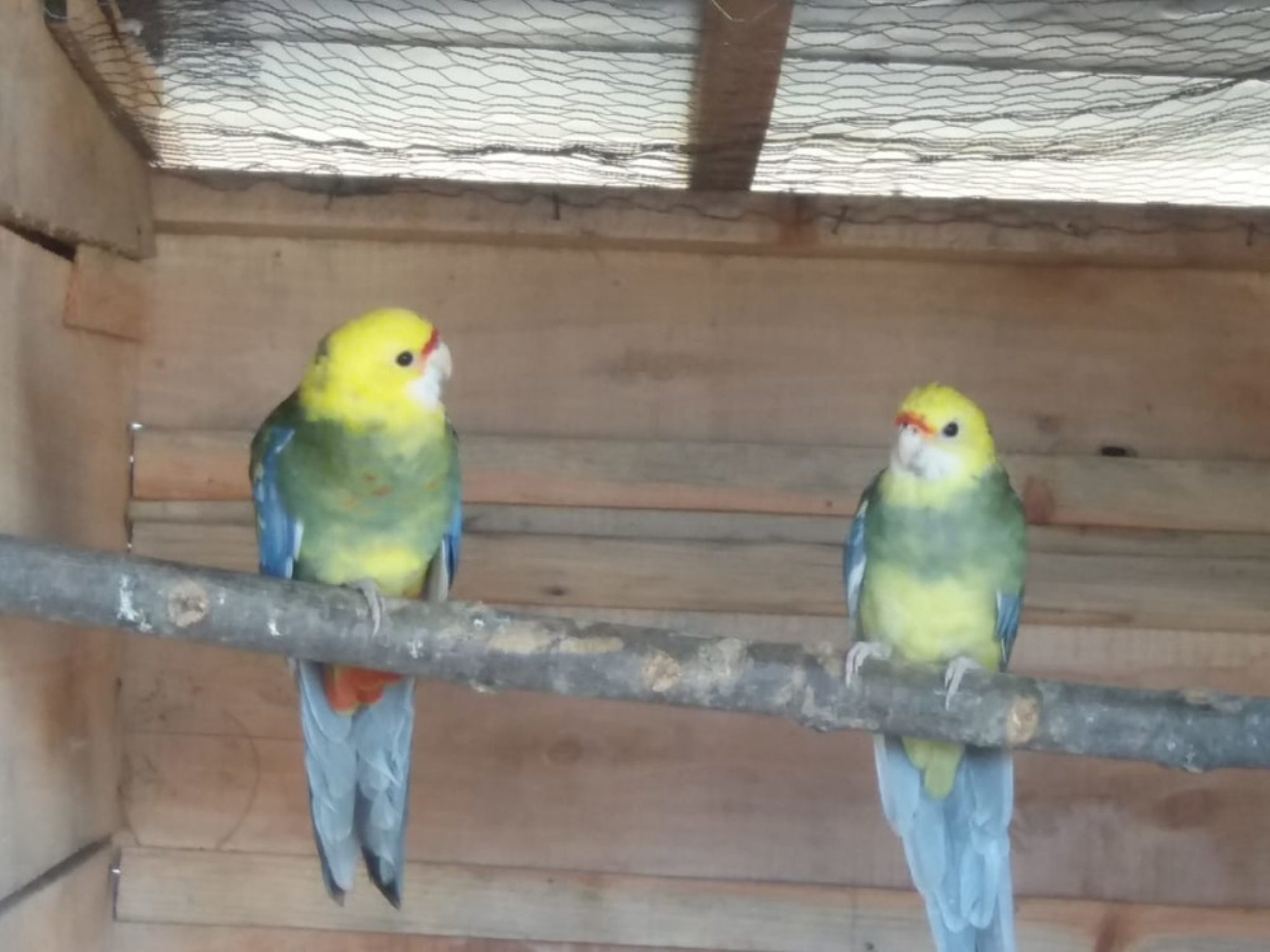 Papagaji porodice Ta&scaron;ić iz Topole