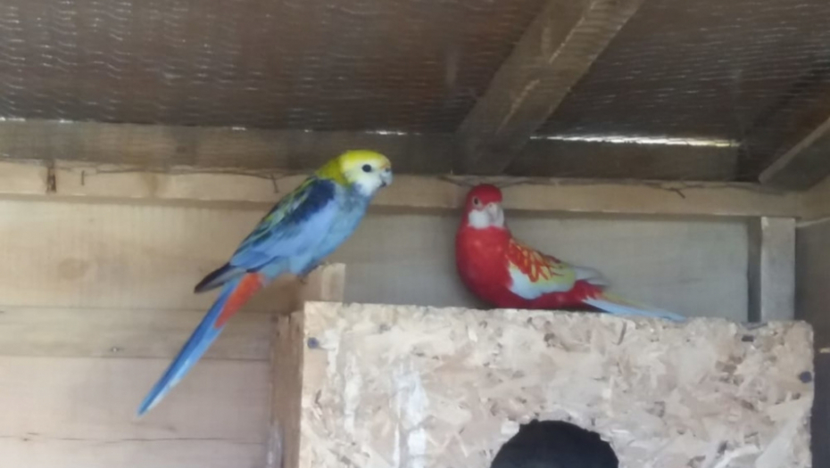 Papagaji porodice Tašić iz Topole