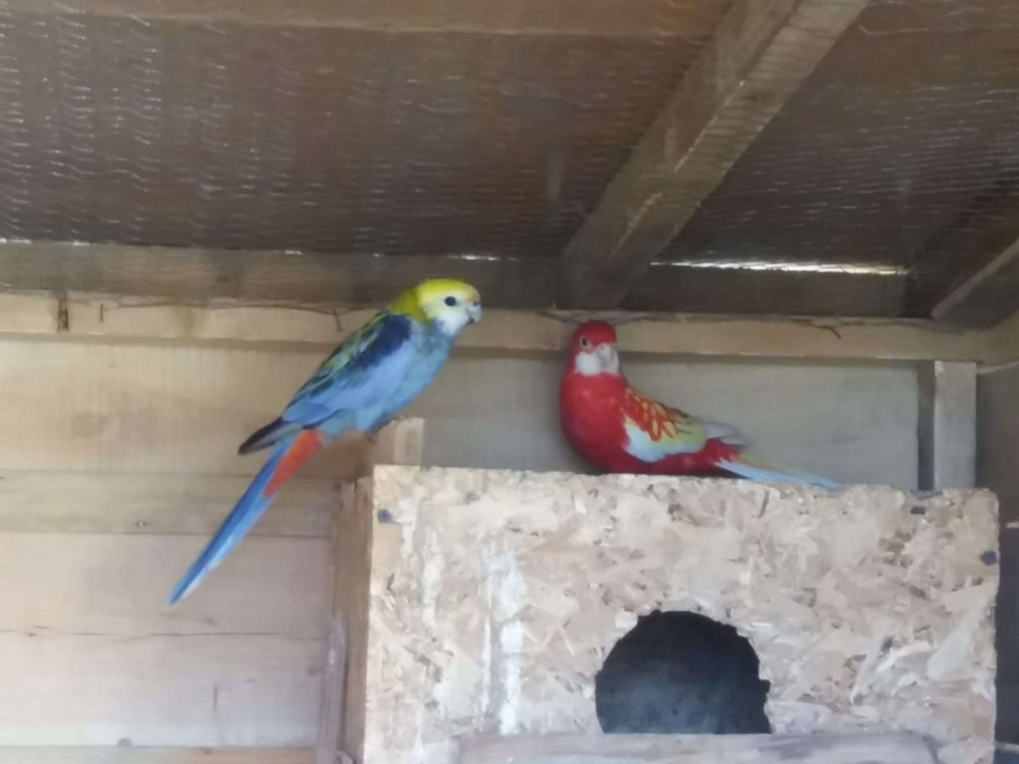 Papagaji porodice Tašić iz Topole