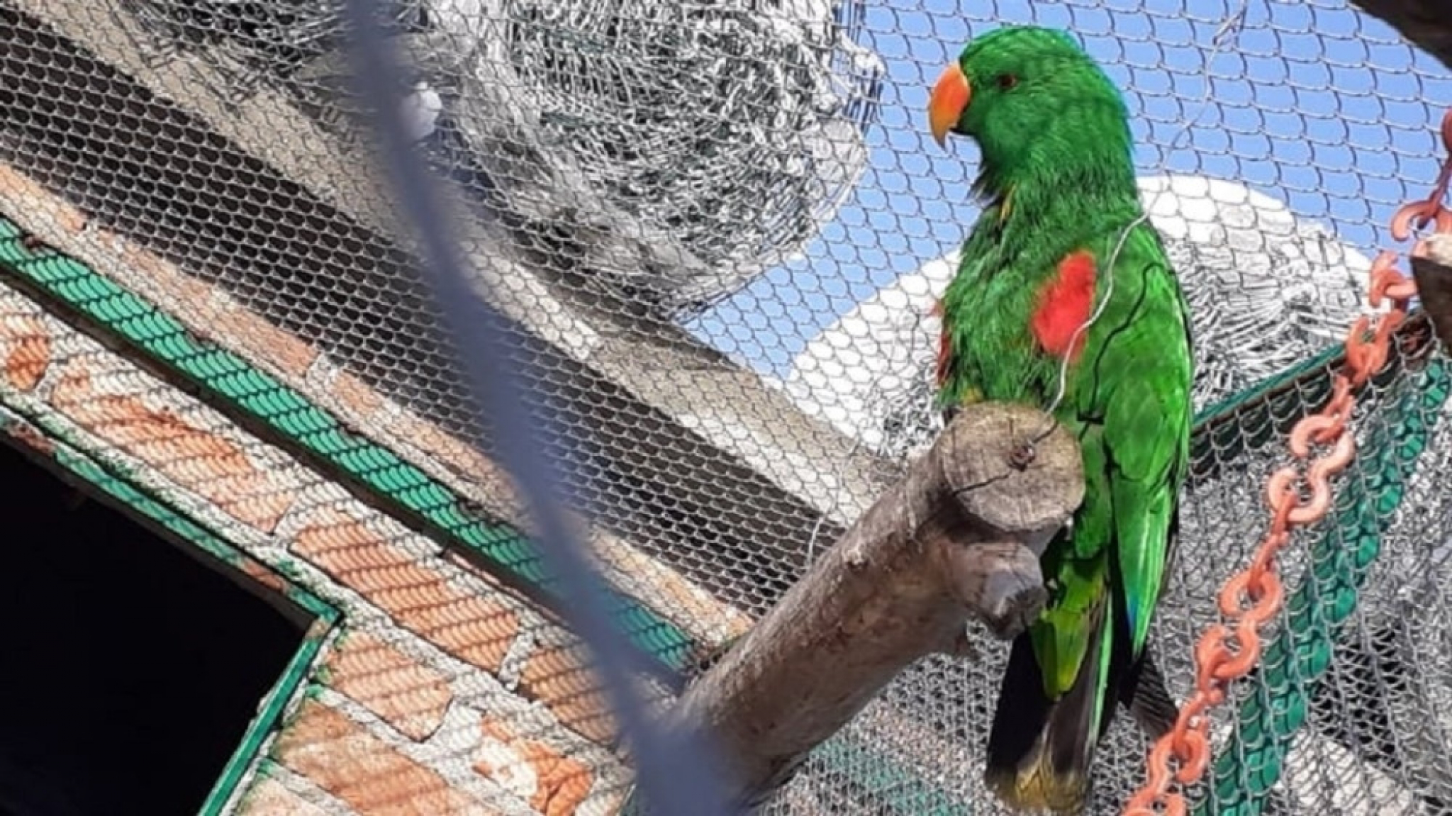 Papagaji porodice Tašić iz Topole