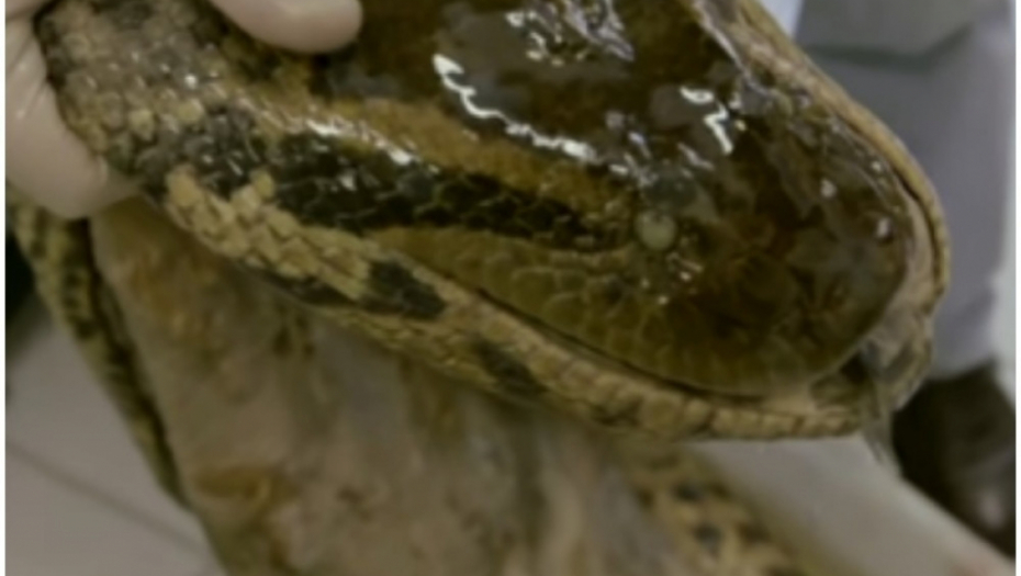 mija, zlatna zmija, otrovnica