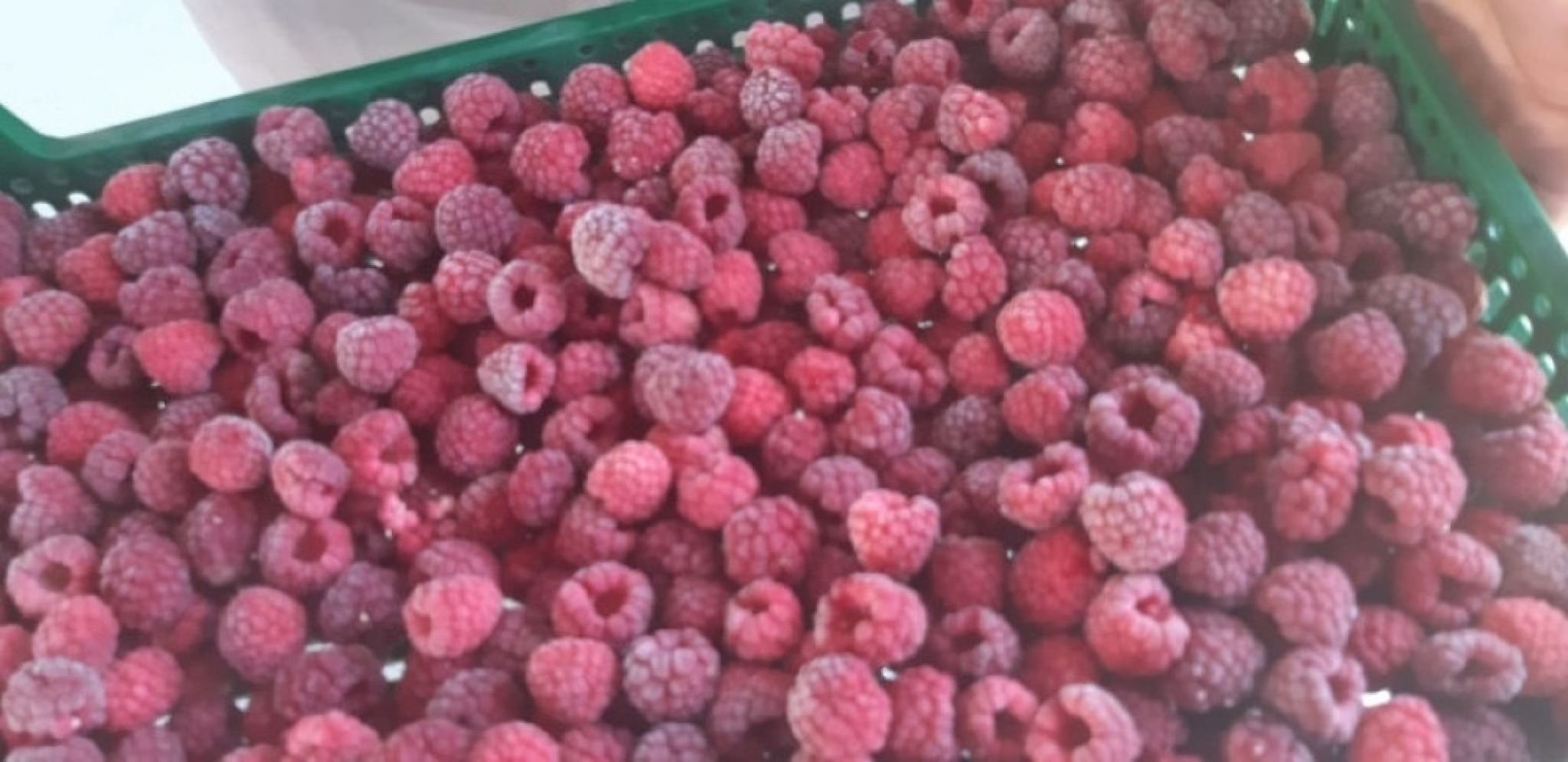 Maline