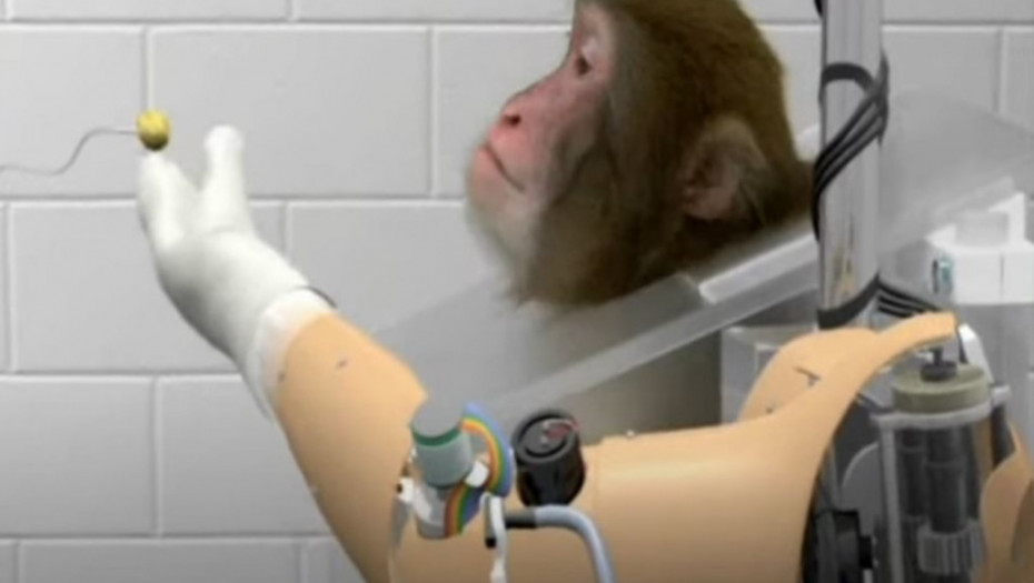 ilon mask, tesla, biznismen, majmun