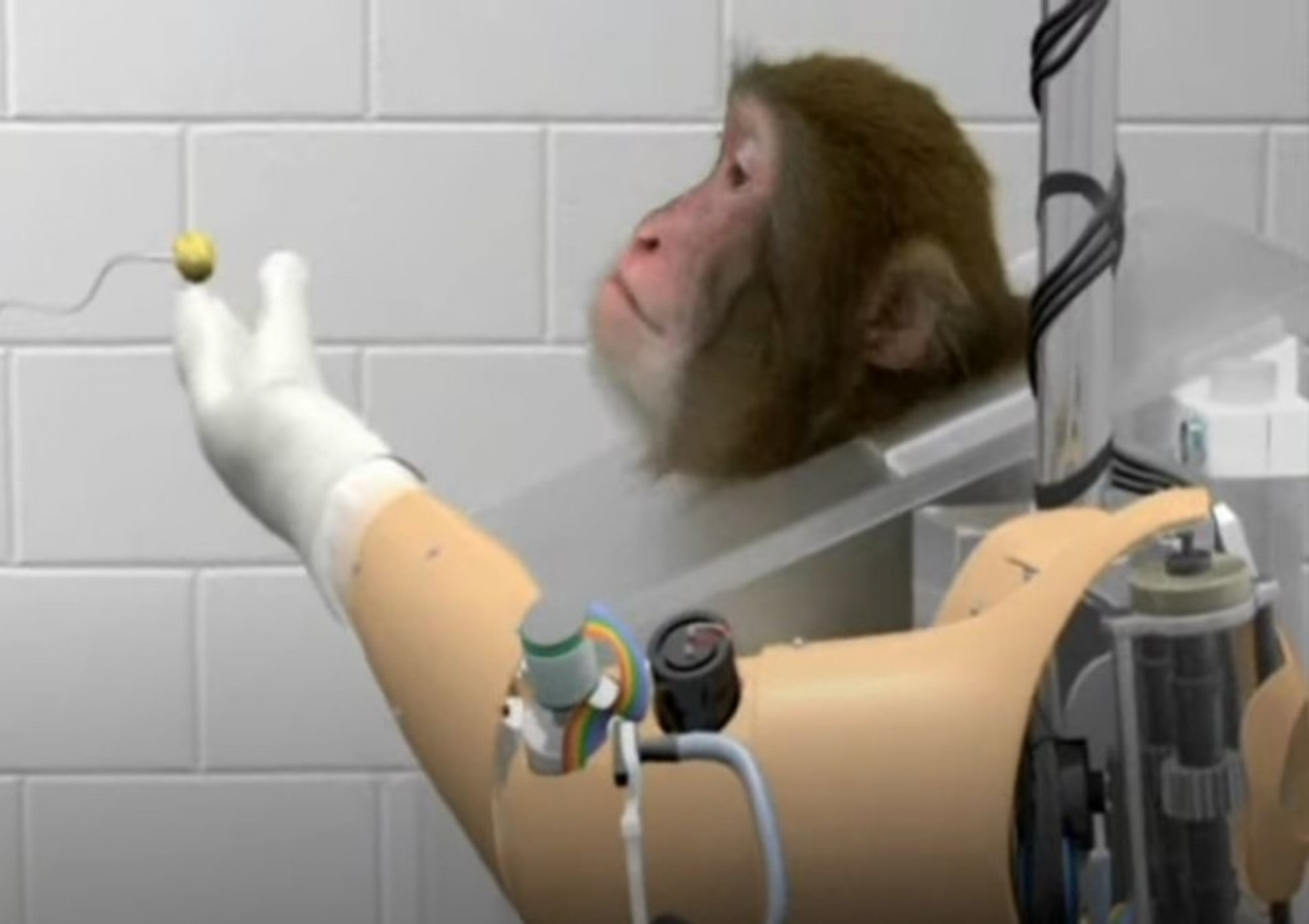 ilon mask, tesla, biznismen, majmun