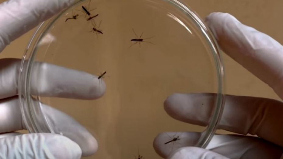 komarci, florida, modifikovani komarci