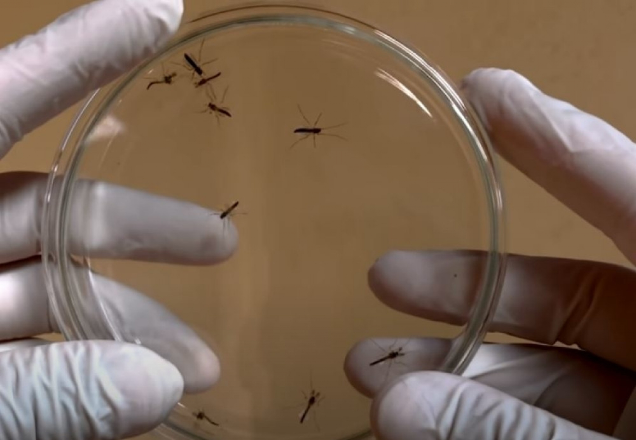 komarci, florida, modifikovani komarci