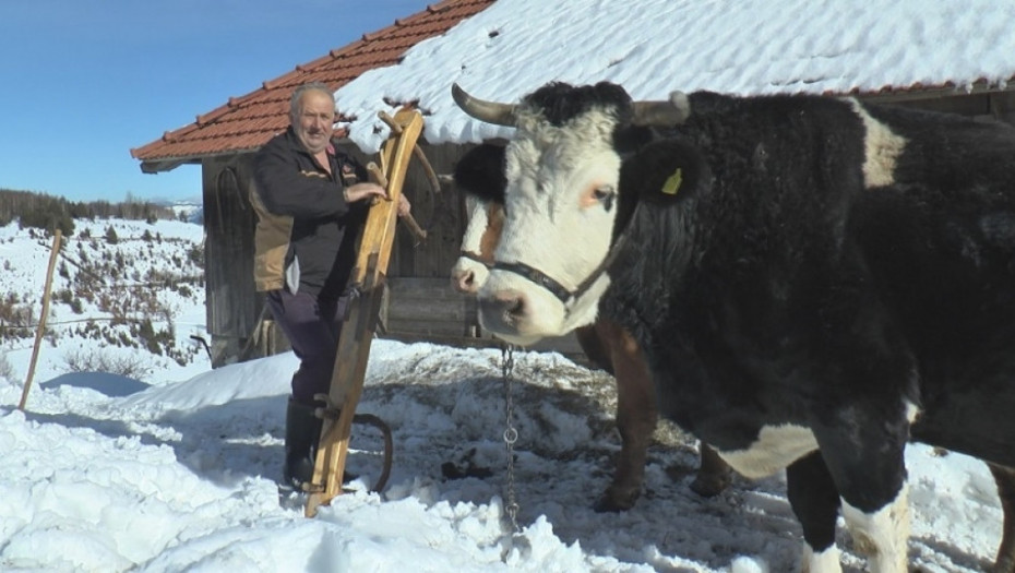 Bez volova se ne može