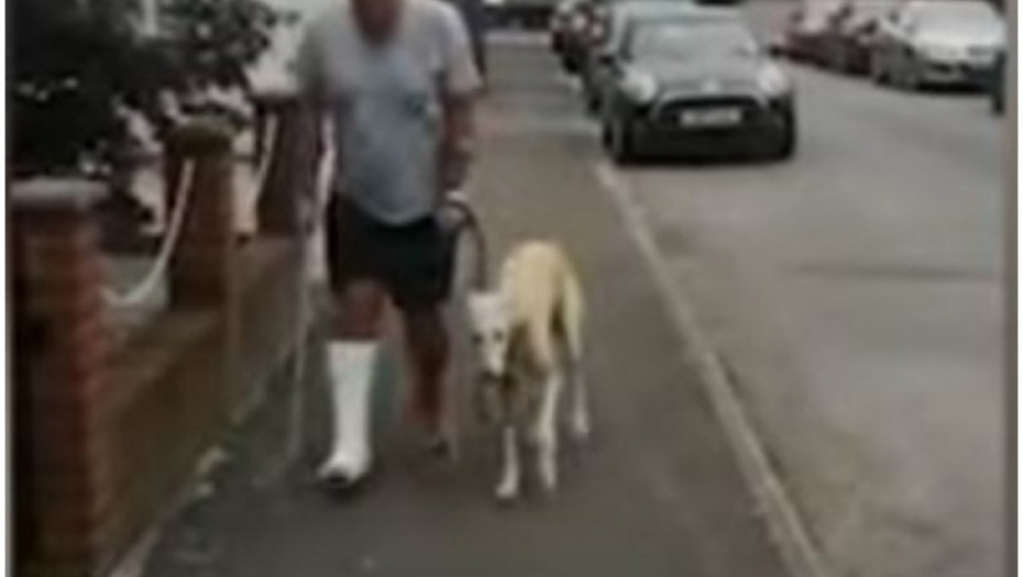 pas, ljubimac, bernardinac