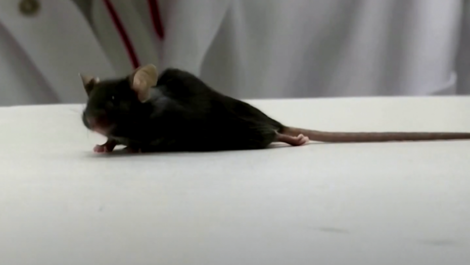 miš, paralizovani miš, eksperiment