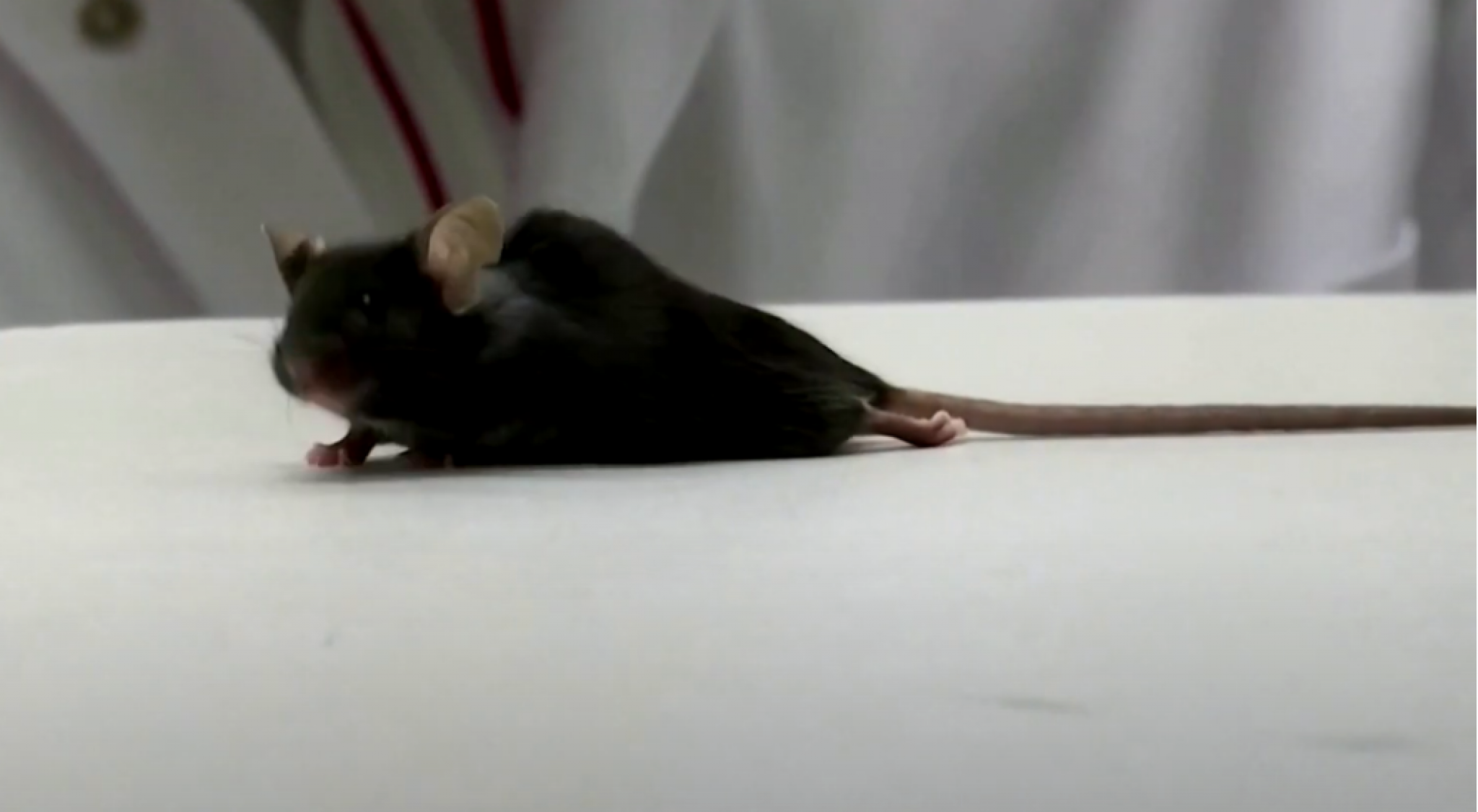 mi&scaron;, paralizovani mi&scaron;, eksperiment