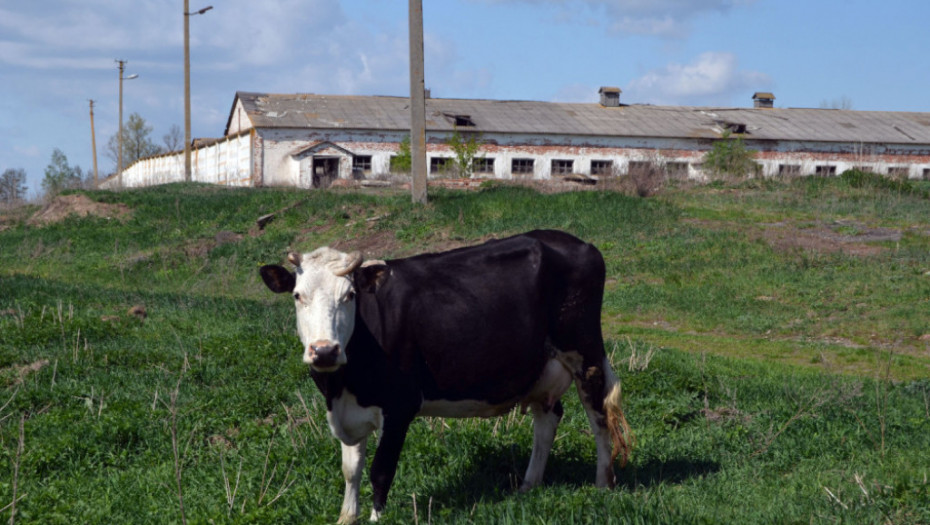 krava u černobilu, černobil, životinjski svet