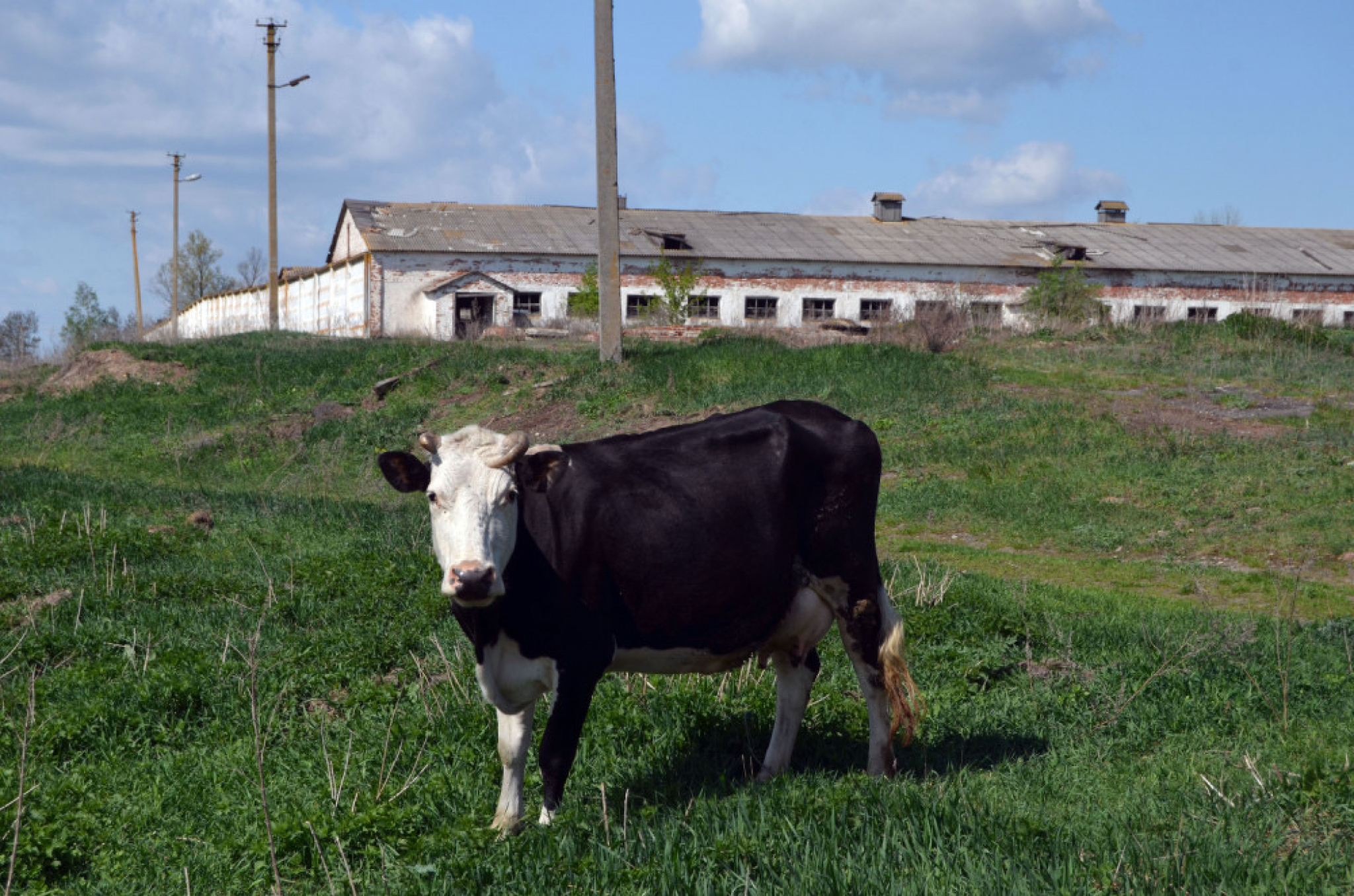 krava u černobilu, černobil, životinjski svet