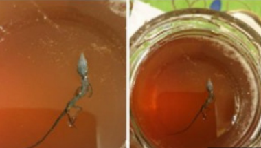 Objava, gušter u tegli sa medom