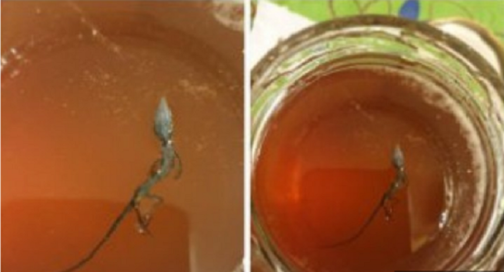 Objava, gušter u tegli sa medom