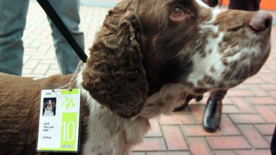 Pas, koker španijel