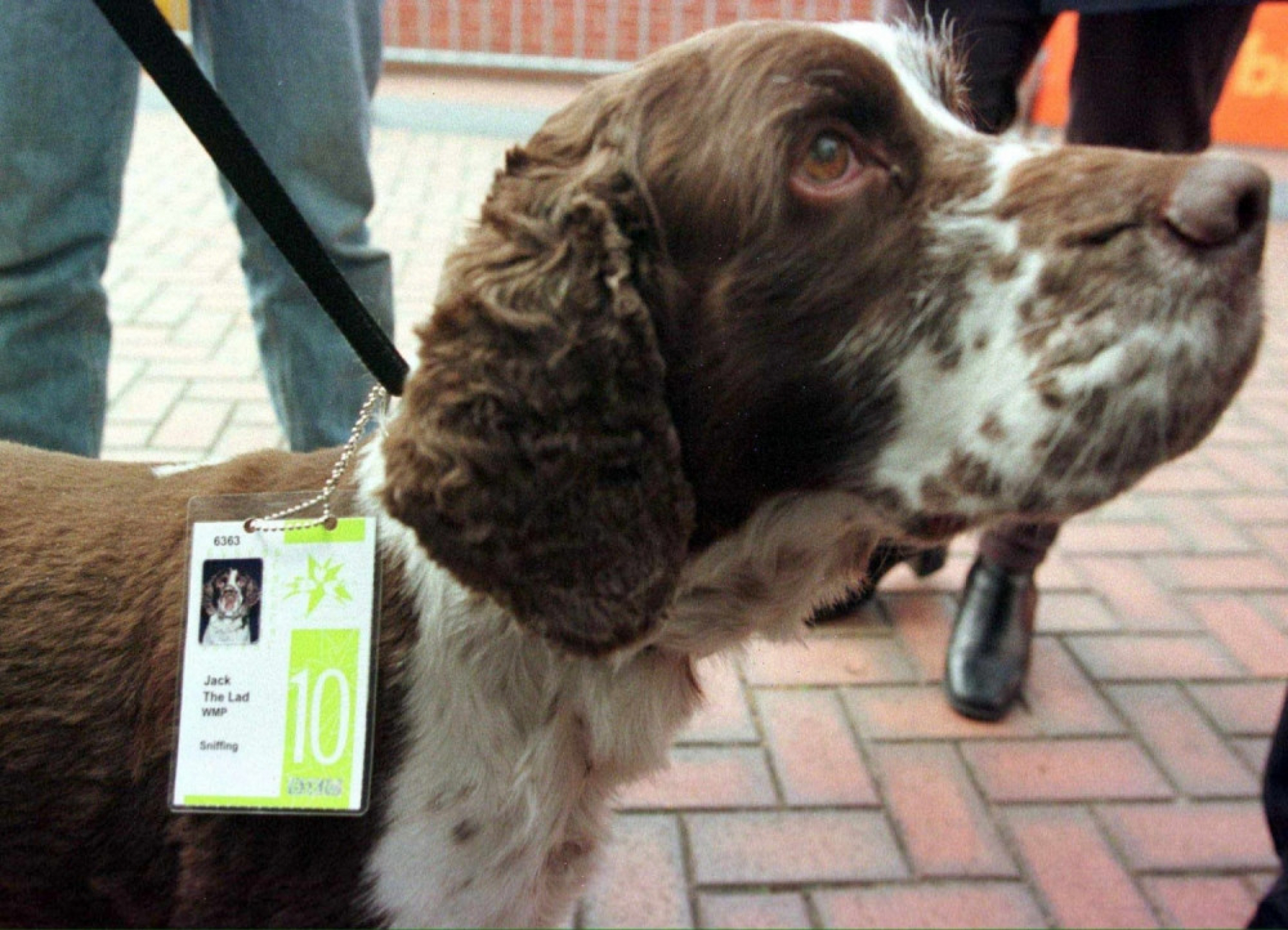 Pas, koker španijel