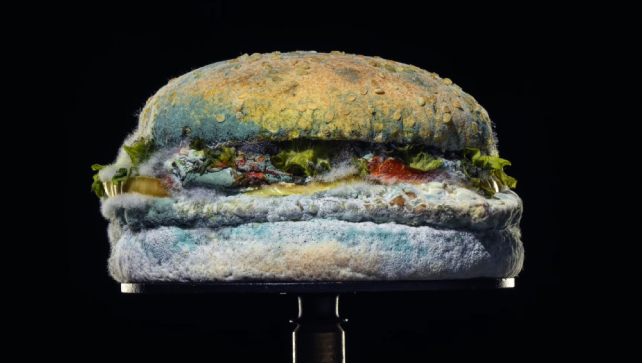 burger king, buđava hrana, pokvarena hrana